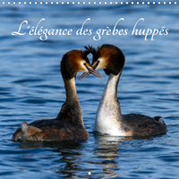 L ELEGANCE DES GREBES
