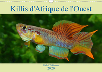 KILLIS D AFRIQUE DE L