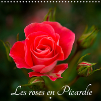 LES ROSES EN PICARDIE
