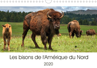 LES BISONS DE L AMERI