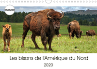 LES BISONS DE L AMERI