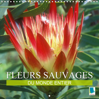 FLEURS SAUVAGES DU MO