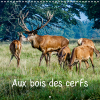 AUX BOIS DES CERFS C