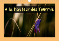 A LA HAUTEUR DES FOURMIS (CALENDRIER MURAL 2020 DIN A4 HORIZONTAL) - CALENDRIER MENSUEL, 14 PAGES AV