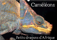 CAMELEONS PETITS DR