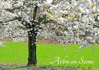 ARBRE EN SCENE CALEN