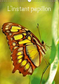 L INSTANT PAPILLON C