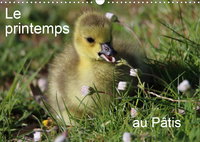 LE PRINTEMPS AU PATIS