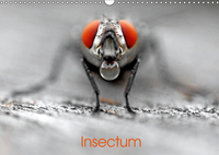 INSECTUM CALENDRIER