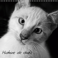 HISTOIRE DE CHATS CA