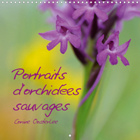 PORTRAITS D'ORCHIDEES SAUVAGES (CALENDRIER MURAL 2020 300 * 300 MM SQUARE) - LES PLUS BELLES DES FLE