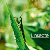 L INSECTE CALENDRIER