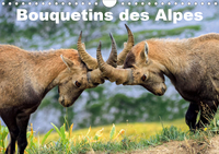 BOUQUETINS DES ALPES