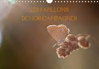 LES PAPILLONS DE NOS