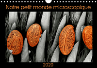 Notre petit monde microscopique (Calendrier mural 2020 DIN A4 horizontal)