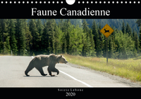 Faune Canadienne (Calendrier mural 2020 DIN A4 horizontal)