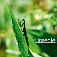 L INSECTE CALENDRIER