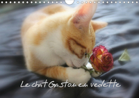 LE CHAT GASTON EN VEDETTE (CALENDRIER MURAL 2020 DIN A4 HORIZONTAL) - PHOTOS INEDITES DE GASTON LE C