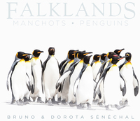 FALKLANDS - MANCHOTS - PENGUINS