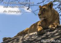Tanzania Wildlife Photo Book 2025
