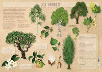 Les posters de l'école : Les Arbres