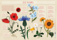 Les posters de l'école : Les Fleurs 