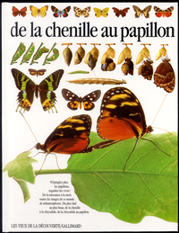 DE LA CHENILLE AU PAPILLON
