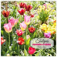 Tulipes charmantes et fraîches (Calendrier mural carré 2026 30x30 cm) Calendrier double avec une page pour vos prises de notes