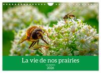 La vie de nos prairies - Les diptères (Calendrier mural 2026 DIN A4 vertical), CALVENDO calendrier mensuel