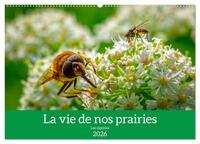 La vie de nos prairies - Les diptères (Calendrier mural 2026 DIN A2 vertical), CALVENDO calendrier mensuel