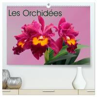 Les Orchidées  (Calendrier mural 2026 DIN A2 vertical) calendrier de bureau