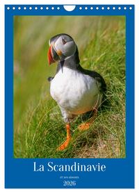 La Scandinavie et ses oiseaux (Calendrier mural 2026 DIN A4 horizontal), CALVENDO calendrier mensuel