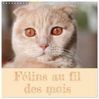 Félins au fil des mois (Calendrier mural carré 2026 30x30 cm) Calendrier double avec une page pour vos prises de notes