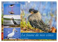 La faune de nos côtes les oiseaux (Calendrier mural 2026 DIN A3 vertical), CALVENDO calendrier mensuel