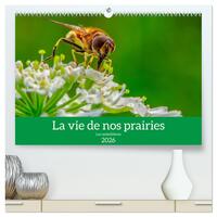La vie de nos prairie, les ombellifères  (Calendrier mural 2026 DIN A2 vertical) calendrier de bureau