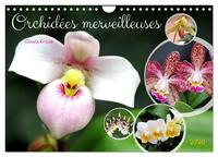 Orchidées merveilleuses (Calendrier mural 2026 DIN A4 vertical), CALVENDO calendrier mensuel