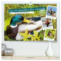 La vie paisible des canards  (Calendrier mural 2026 DIN A2 vertical) calendrier de bureau
