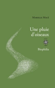 UNE PLUIE D'OISEAUX - ILLUSTRATIONS, NOIR ET BLANC