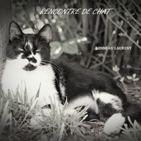 RENCONTRE DE CHAT