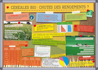 CEREALES BIO : CHUTES DES RENDEMENTS ?