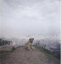 Alec Soth Dog Days Bogota /anglais