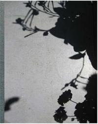 Collier Schorr Blumen /anglais