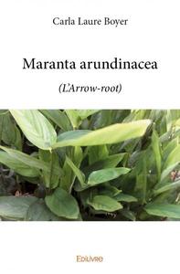 Maranta arundinacea