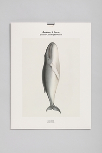 TIRAGE BALEINE A BOSSE