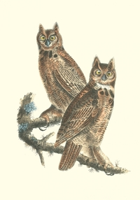 Carnet - Oiseaux d’Amérique
