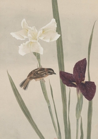 Carnet - Fleurs et oiseaux du Japon