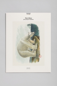 TIRAGE  OURS POLAIRE - EDITION ILLUSTREE