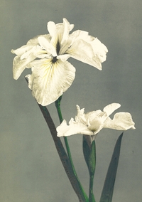 Carnet - Fleurs japonaises - Notes et Croquis