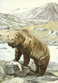 CARNET - ANIMAUX SAUVAGES D'AMERIQUE DU NORD