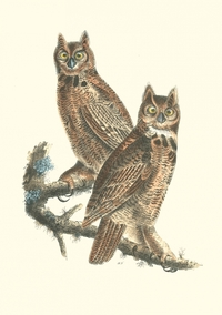 Carnet - Oiseaux d’Amérique